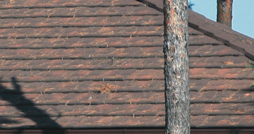 GERARD Shingle bark